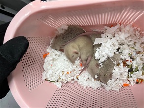 Hong Kong Customs yesterday (February 2) detected a suspected case of illegal importing of animals at the Lok Ma Chau Spur Line Control Point. One suspected illegally imported Petaurus breviceps, five suspected illegally imported mice and one suspected illegally imported hamster, with an estimated market value of about $1,200, were seized. Photo shows the suspected illegally imported mice seized.